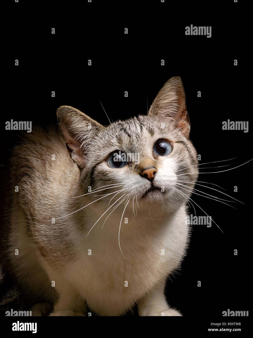 Portrait De Chat Tigre Assis Et Lecher Ses Cheveux A L Exterieur Et Se Trouve Sur Canape Marron En Soir Photo Stock Alamy