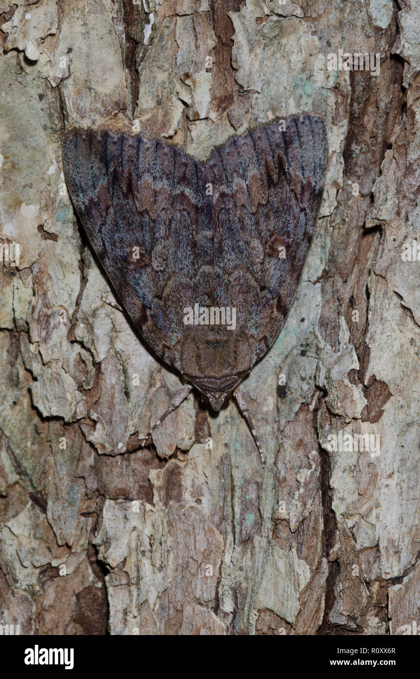 Ailes d'Agrippine, Catocala Agrippine, un type d'espèce camouflée sur l'écorce des arbres Banque D'Images