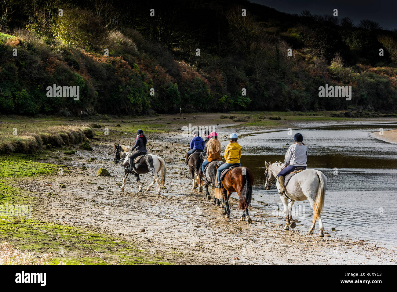 Promenades à cheval le long de la rivière Gannel à marée basse à Newquay Cornwall. Banque D'Images