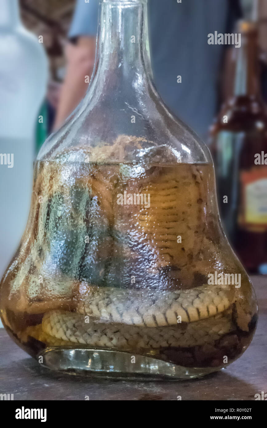 Snake whisky, Tân Châu, Thạch Thành, Bến Tre, Viet Nam Banque D'Images