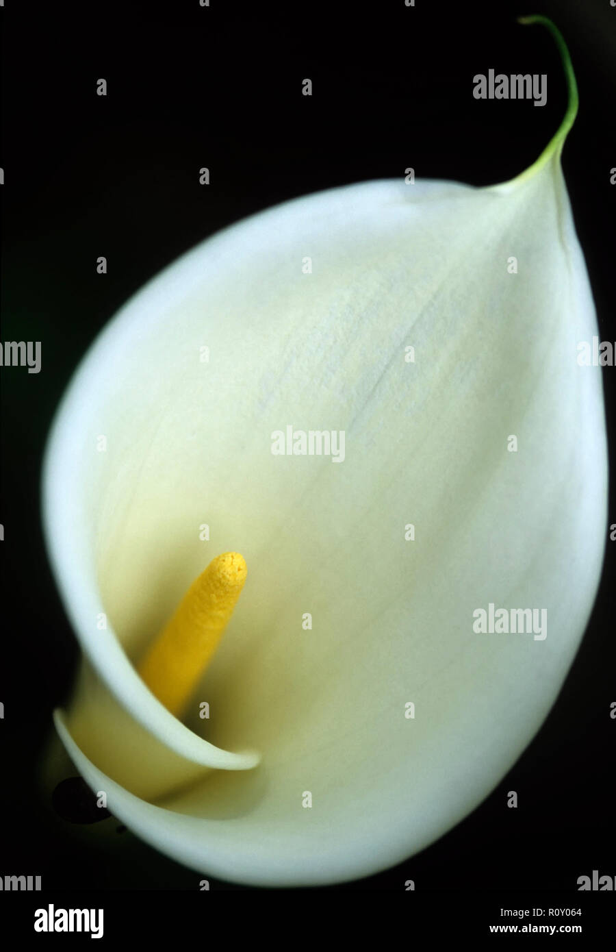 Un gros plan d'une étamine, Zantedeschia visible Banque D'Images