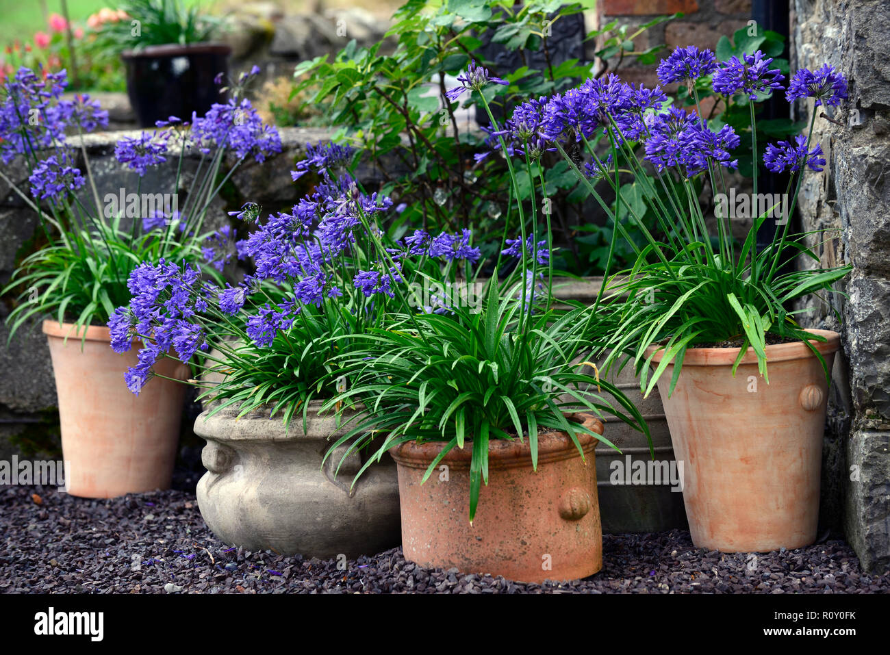 Pots en terre cuite,containers,affichage,patio,usine agapanthus bleu marine,jardin,pots de fleurs,RM Banque D'Images