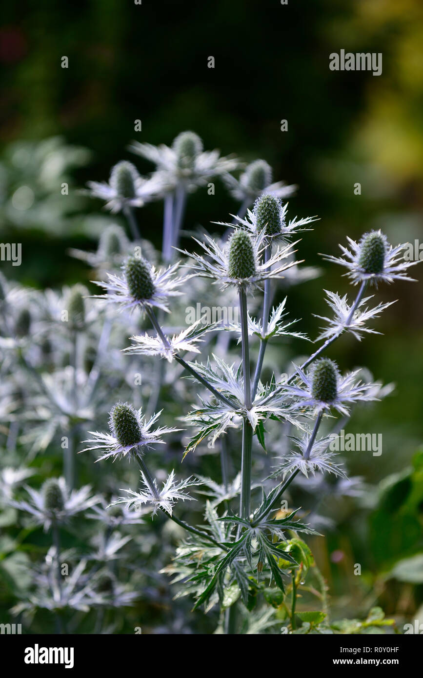 Eryngium × zabelii chardon bleu,bleu,bleu de la mer holly,fleurs,fleurs,fleurs,jardin,bractées bractée jardins floraux,RM, Banque D'Images