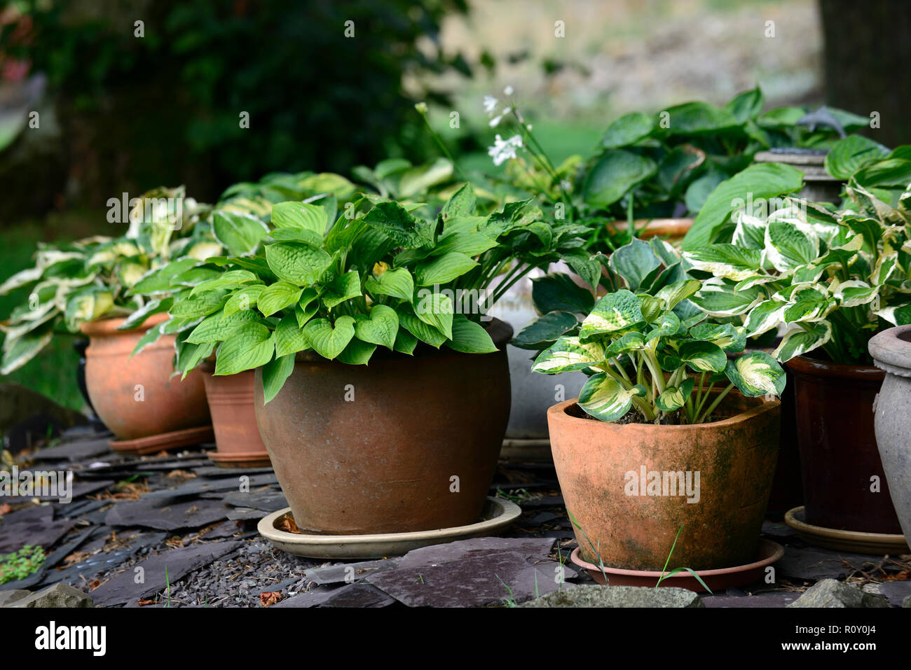 Pots en terre cuite,containers,affichage,patio,plantes,hosta hostas,feuilles,feuilles,jardin,pots de fleurs,RM Banque D'Images
