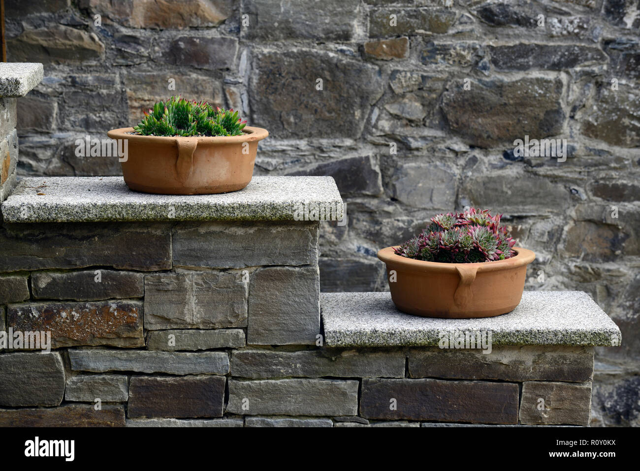 Pots en terre cuite,containers,succulentes succulentes,affichage,,affiche,étape étapes,entrée,plantes,affichage,jardin,pots de fleurs,RM Banque D'Images