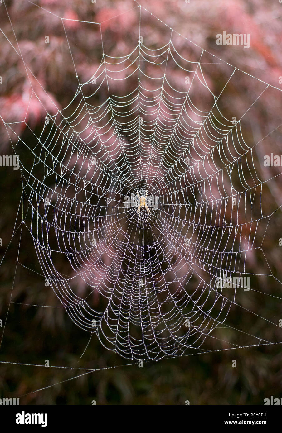 Orb sur Spider web couverte de rosée, érable japonais derrière, Seattle Banque D'Images