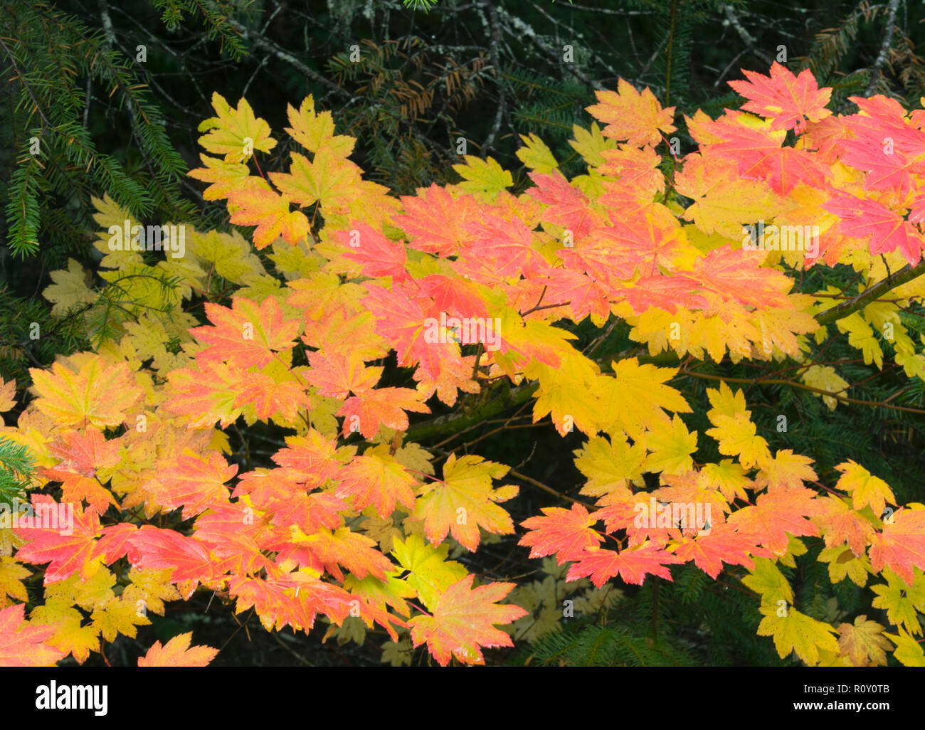 Vine érable (Acer circinatum) à l'automne, Cascades nord, octobre Banque D'Images