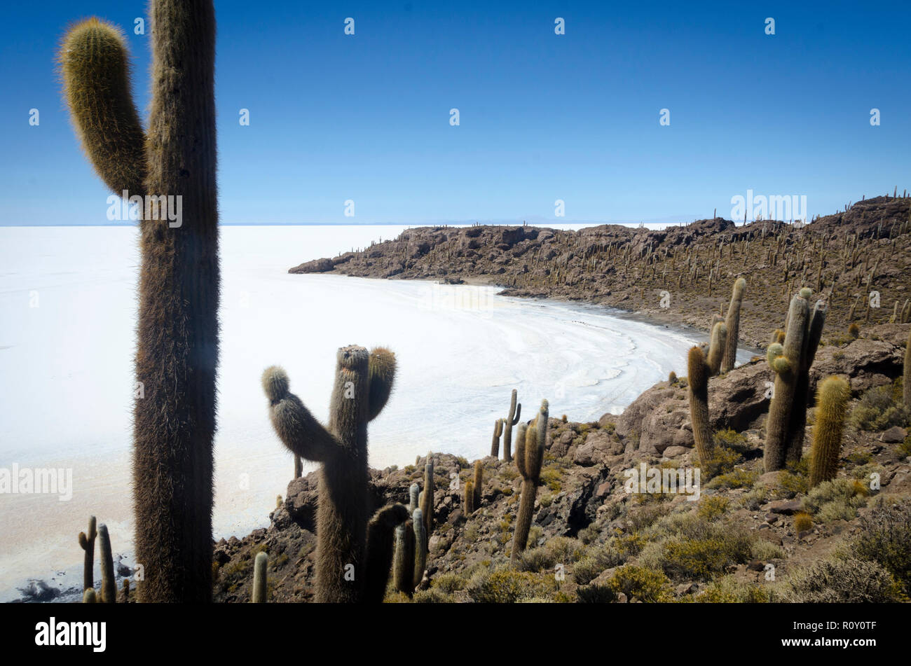 Cactus sur l'Île du poisson, Uyuni, Bolivie, Salt Lake Banque D'Images