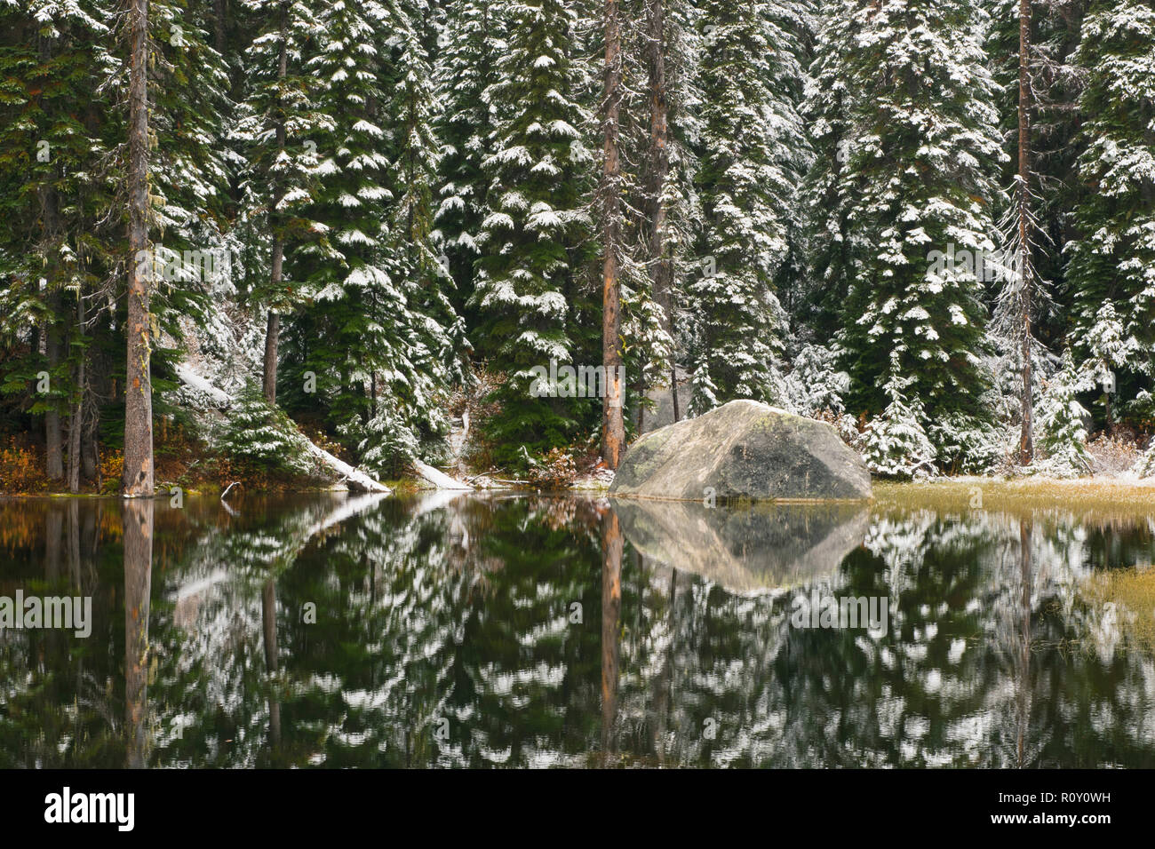 Neige sur les arbres d'automne alpin, l'autoroute du nord des Cascades Banque D'Images