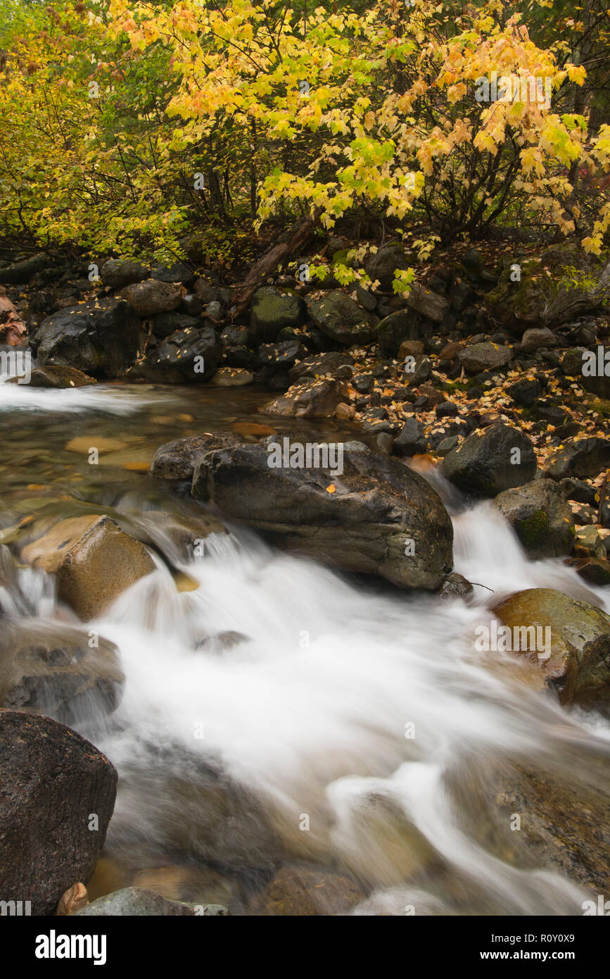 Ruisseau de montagne à l'automne, North Cascades, Washington Banque D'Images