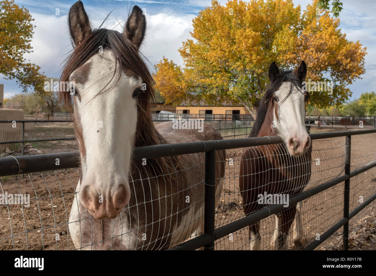 Couple de chevaux dans la région de corral Banque D'Images