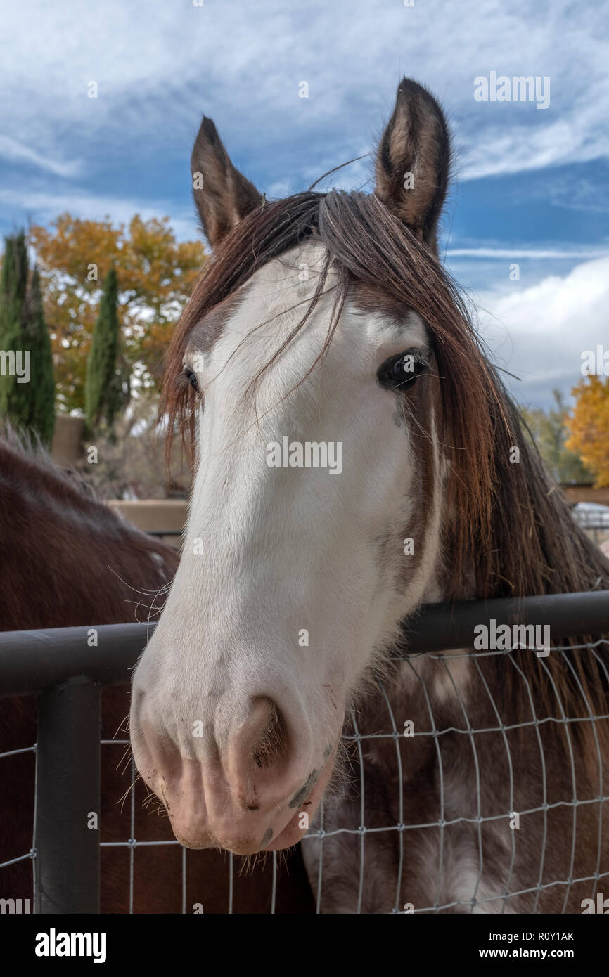 tête de cheval Banque D'Images
