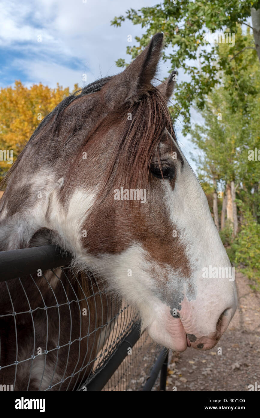 tête de cheval Banque D'Images