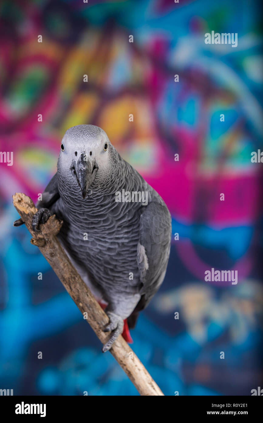 Mur peint de couleurs vives grafitti avec oiseau de compagnie perroquet gris d'Afrique à l'avant. Animaux domestiques populaires bien connus pour leur capacité à imiter la voix humaine Banque D'Images