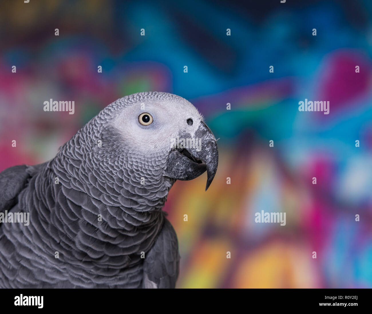 Mur peint de couleurs vives grafitti avec oiseau de compagnie perroquet gris d'Afrique à l'avant. Animaux domestiques populaires bien connus pour leur capacité à imiter la voix humaine Banque D'Images