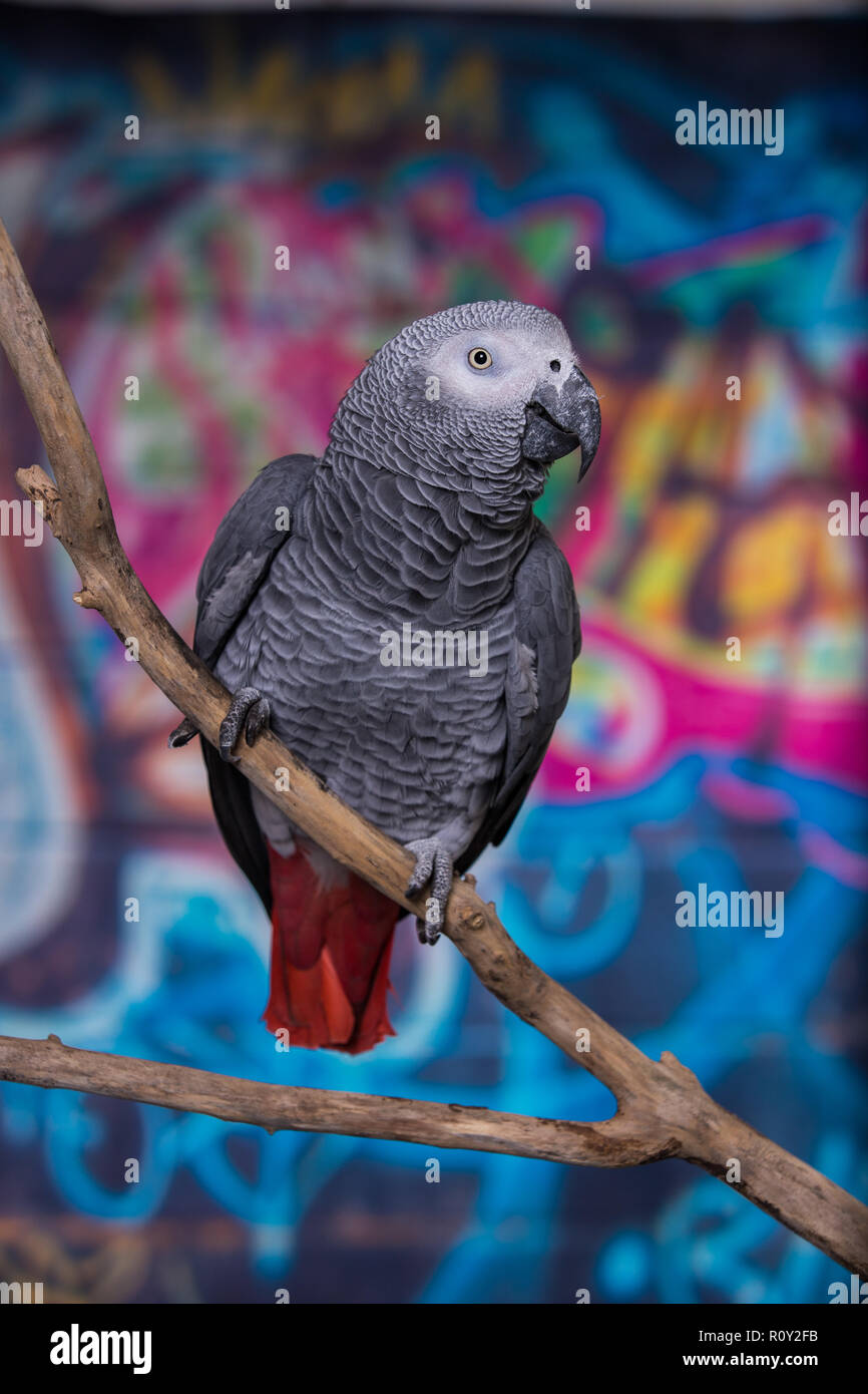 Mur peint de couleurs vives grafitti avec oiseau de compagnie perroquet gris d'Afrique à l'avant. Animaux domestiques populaires bien connus pour leur capacité à imiter la voix humaine Banque D'Images