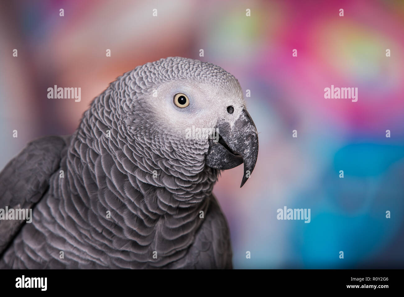 Mur peint de couleurs vives grafitti avec oiseau de compagnie perroquet gris d'Afrique à l'avant. Animaux domestiques populaires bien connus pour leur capacité à imiter la voix humaine Banque D'Images
