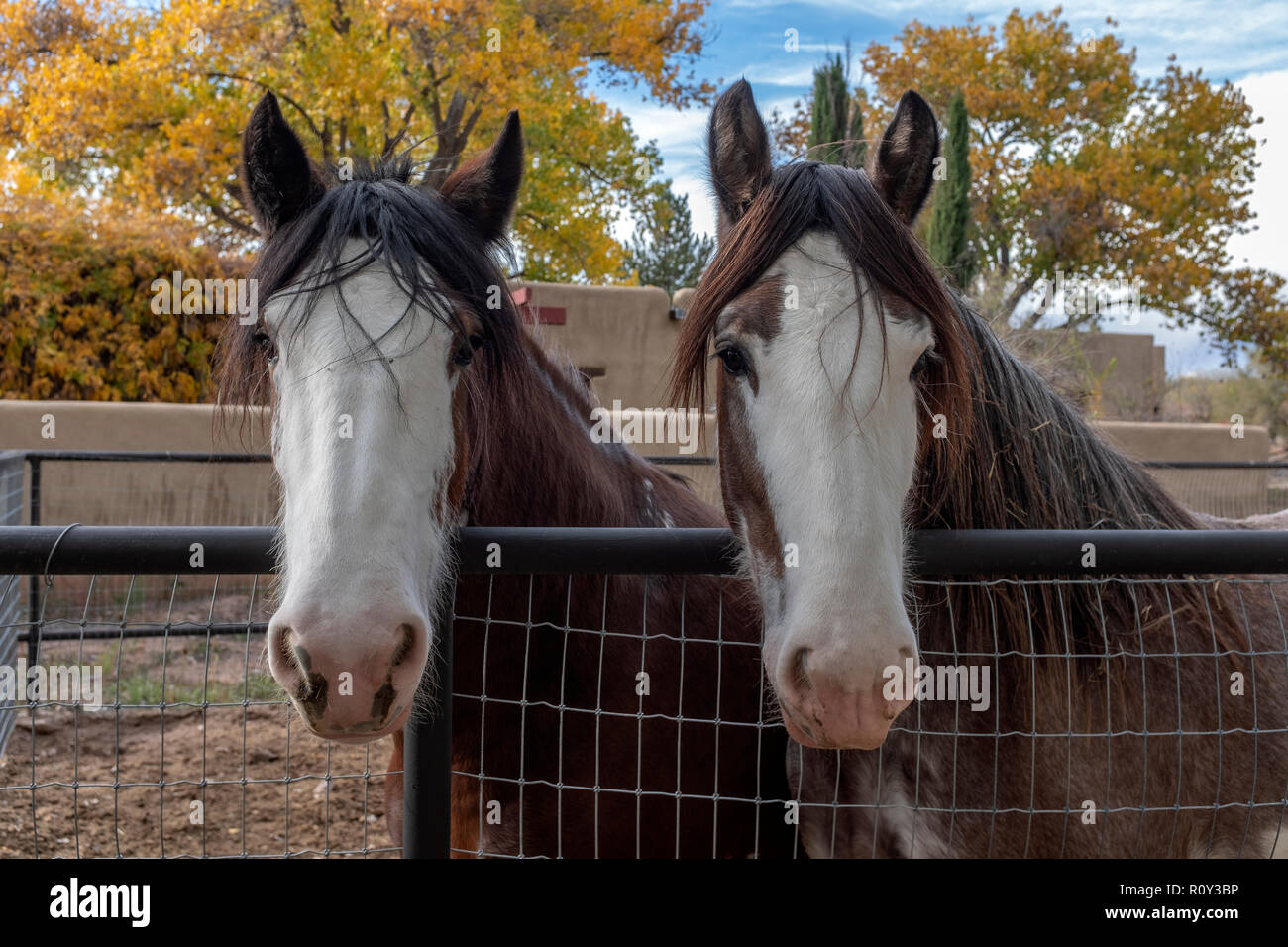 Couple de chevaux dans la région de corral Banque D'Images