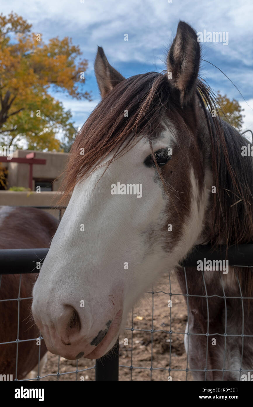 tête de cheval Banque D'Images