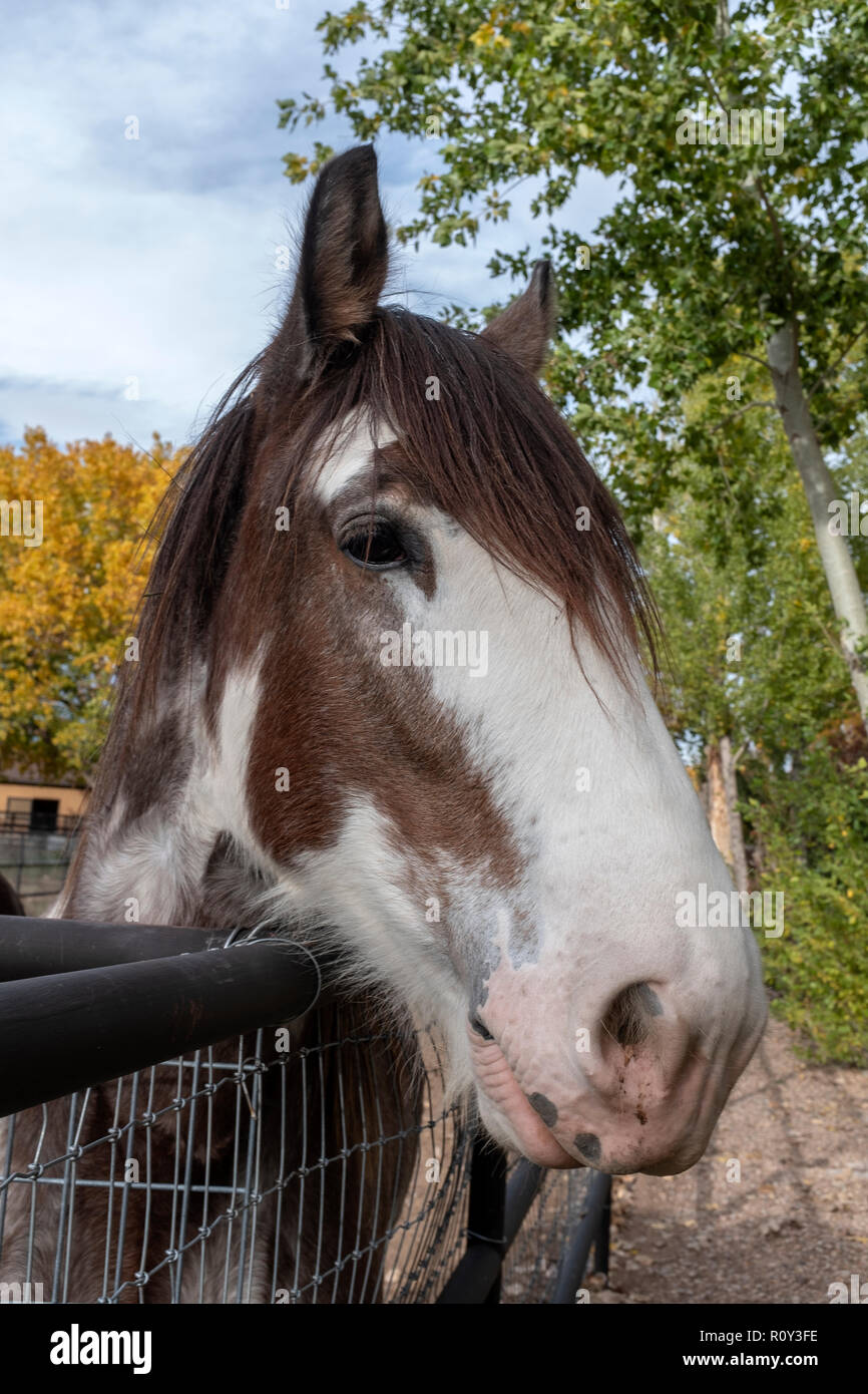 tête de cheval Banque D'Images