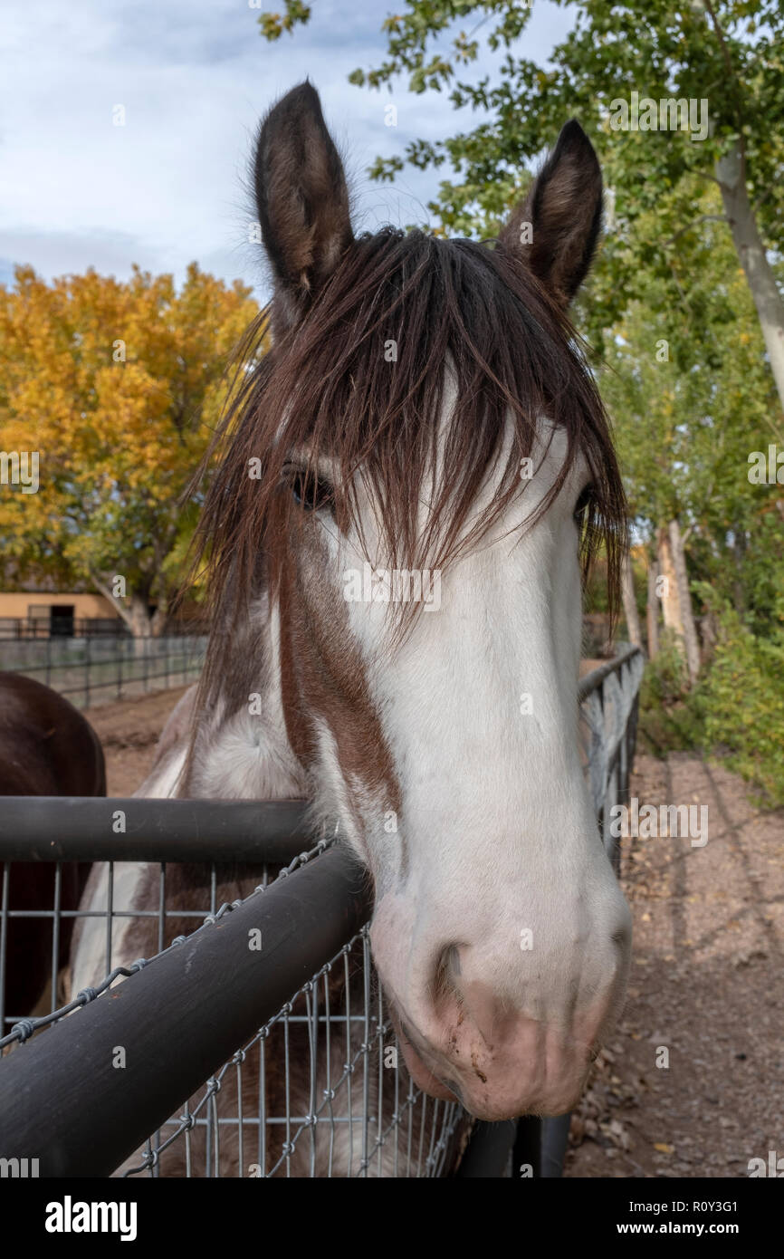 tête de cheval Banque D'Images