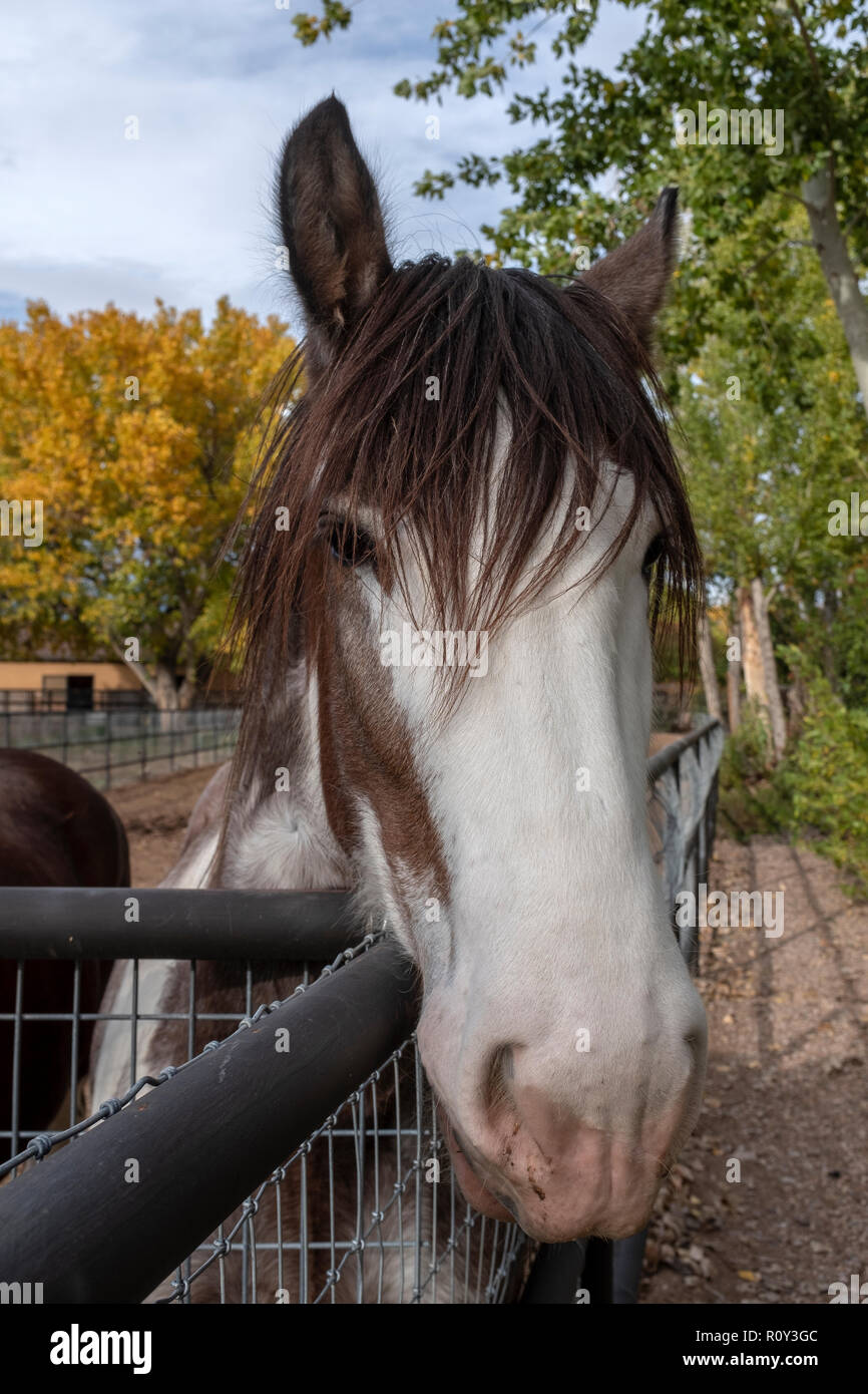 tête de cheval Banque D'Images