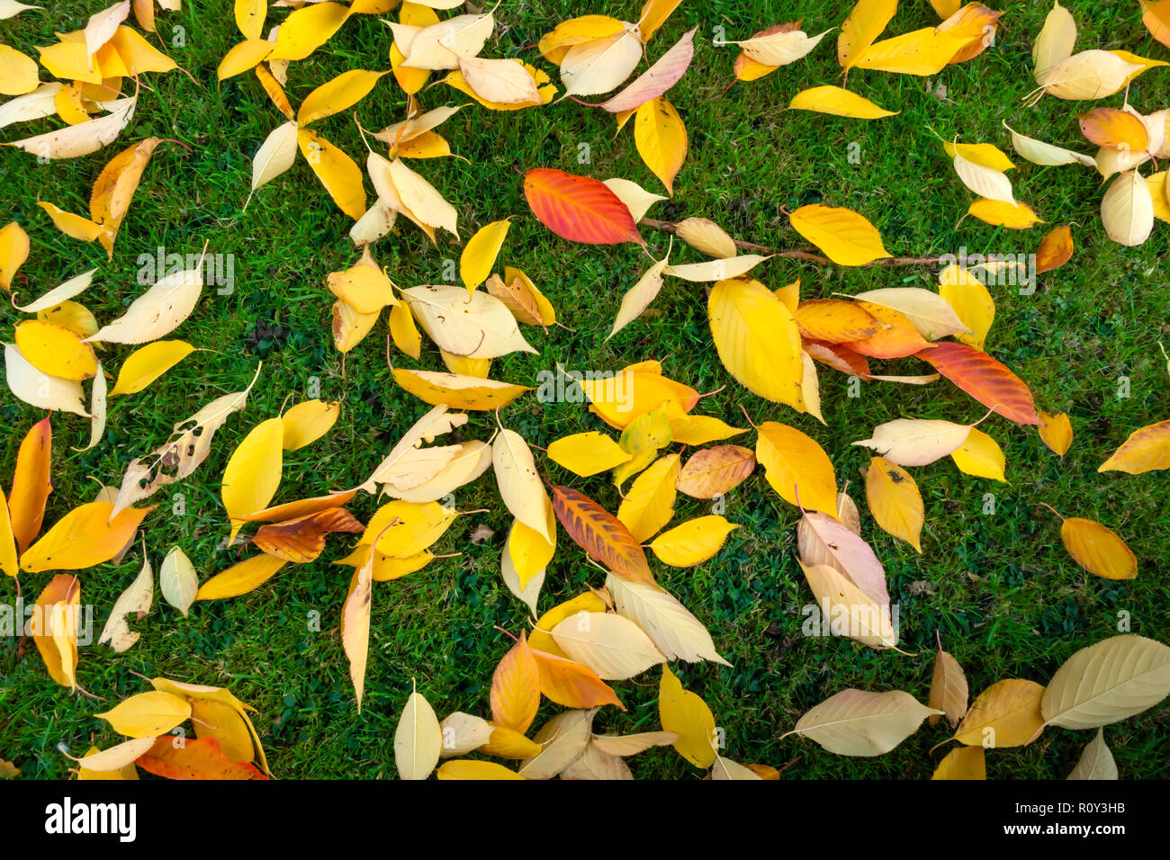 Couleurs d'automne close up of fallen Cherry Tree Leaves North Yorkshire UK Banque D'Images