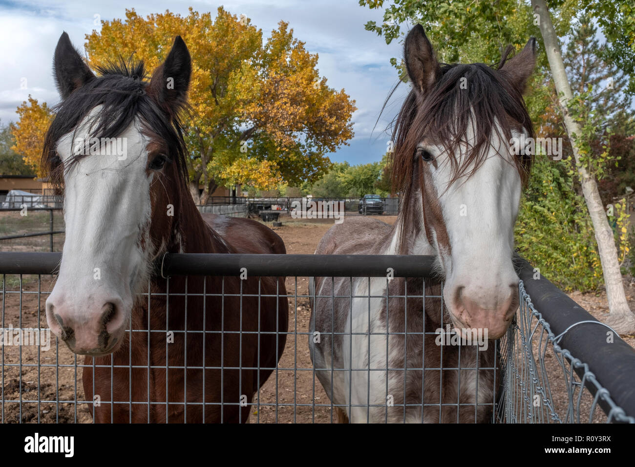 Couple de chevaux dans la région de corral Banque D'Images