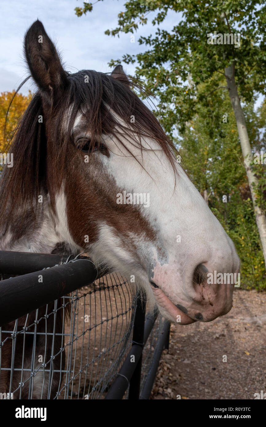 tête de cheval Banque D'Images