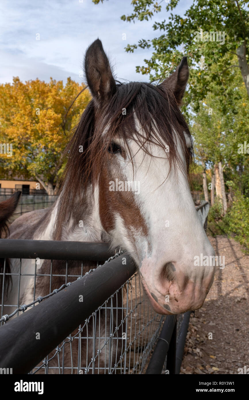 tête de cheval Banque D'Images