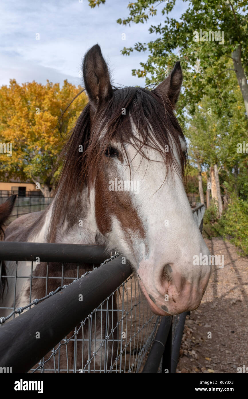 tête de cheval Banque D'Images