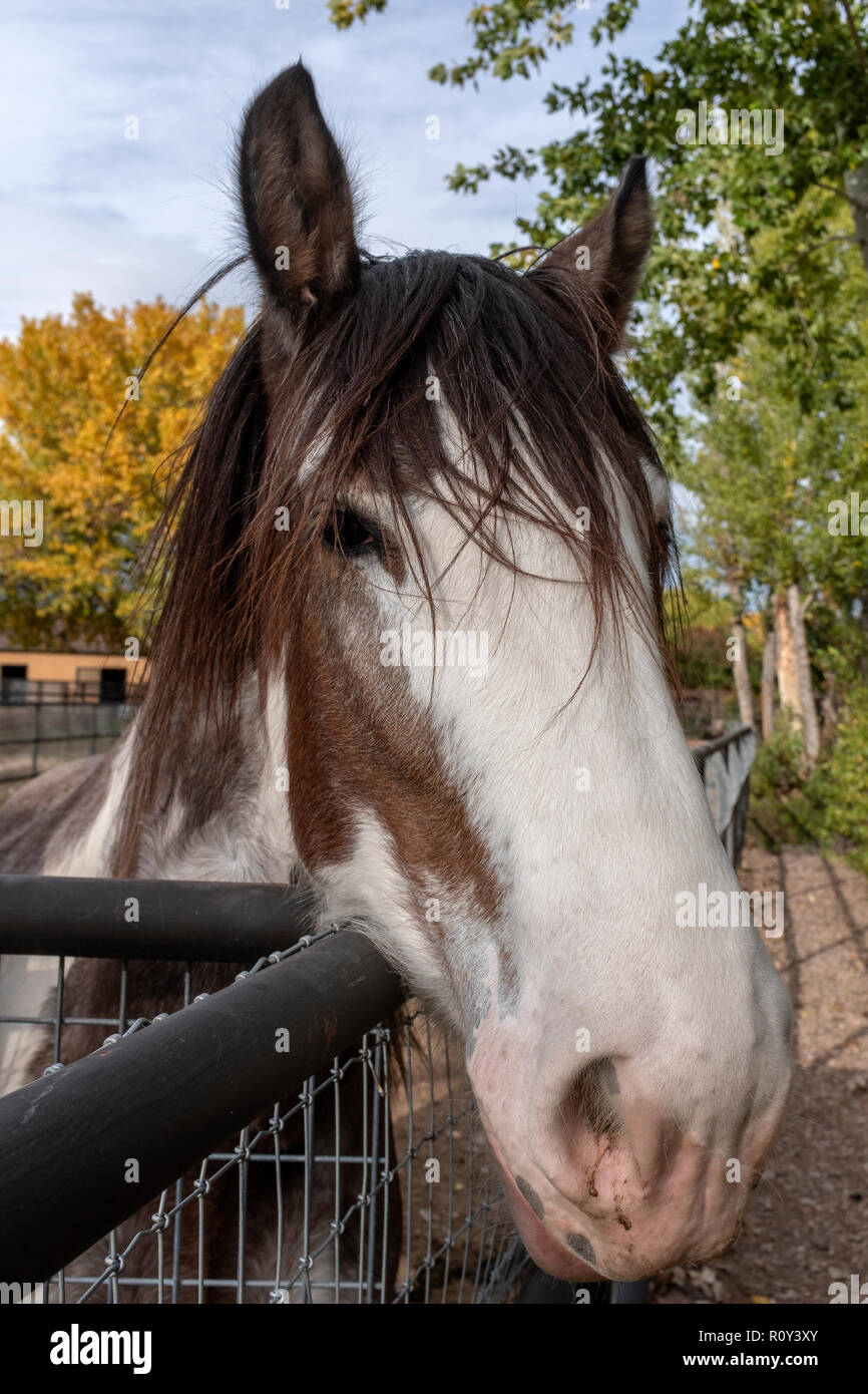 tête de cheval Banque D'Images