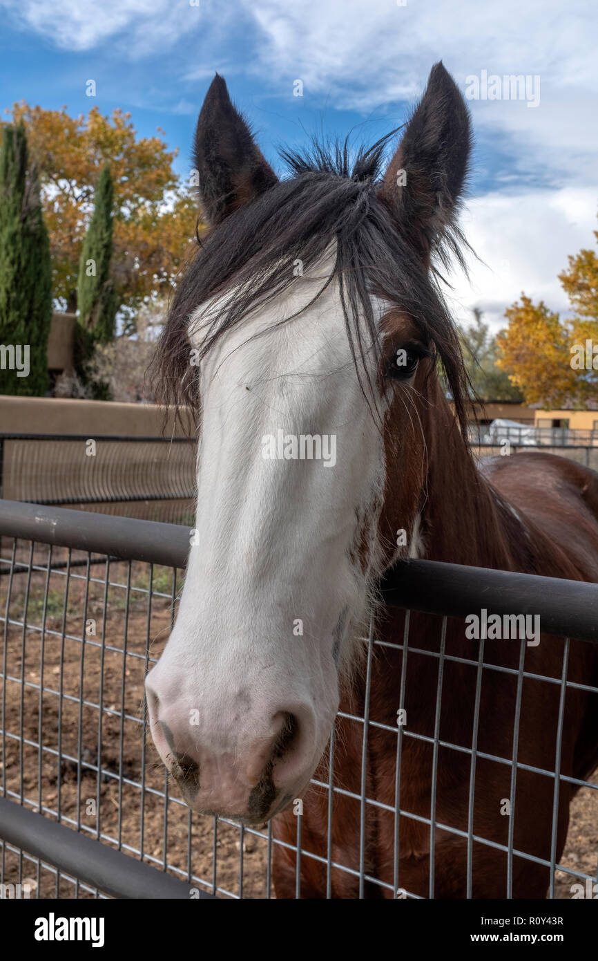 tête de cheval Banque D'Images