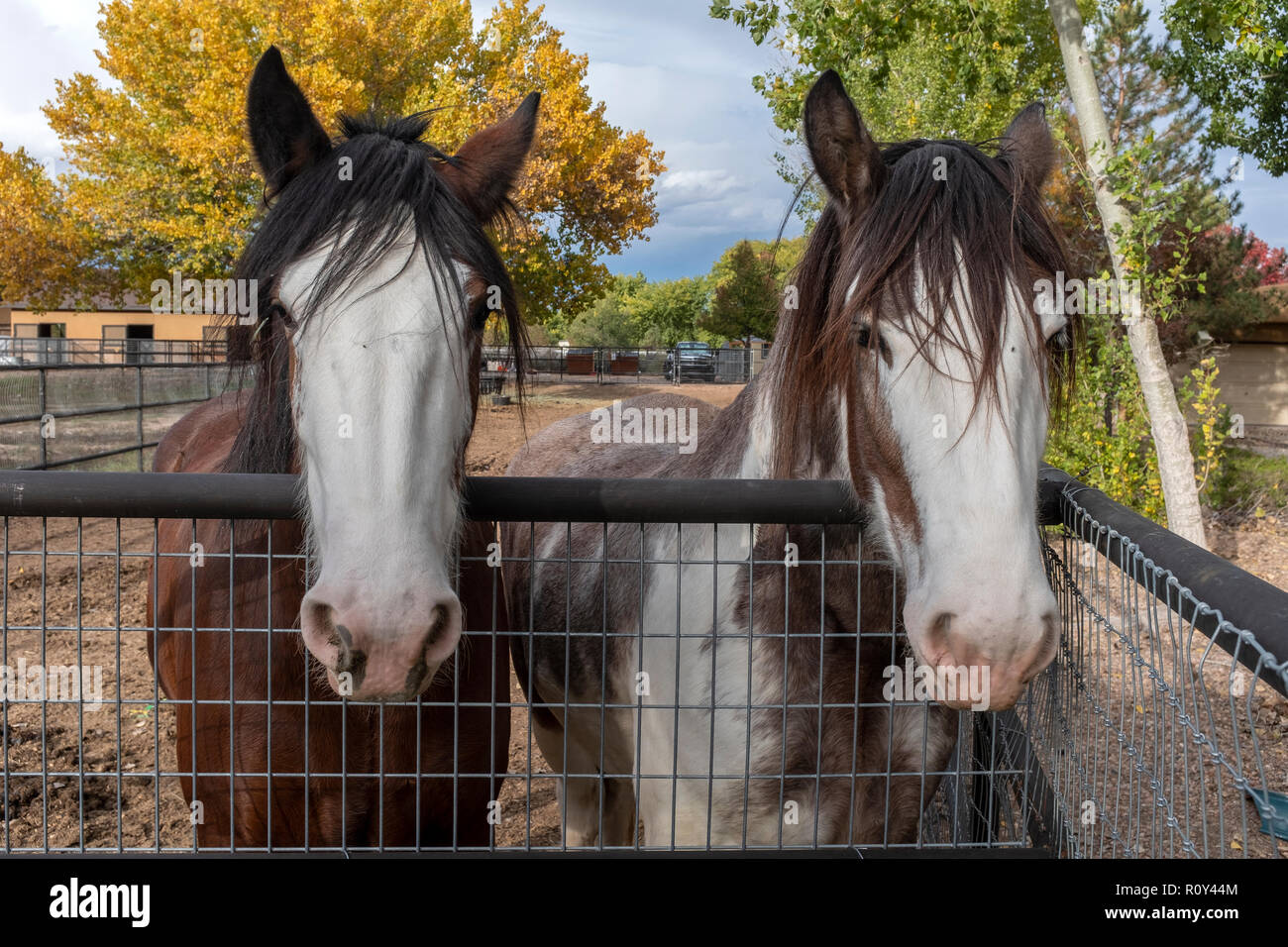 Couple de chevaux dans la région de corral Banque D'Images