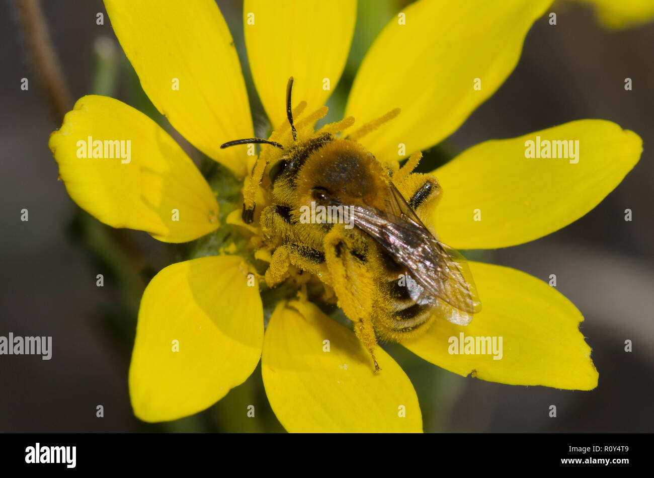 L'exploitation minière, de l'abeille Andrena sp., alimentation sur fleur Banque D'Images