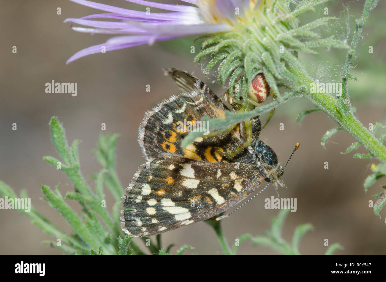 Araignée Crabe, Famille Thomisidae, peint avec Phyciodes picta, Crescent, tanseyleaf tansyaster sur, Machaeranthera tanacetifolia Banque D'Images