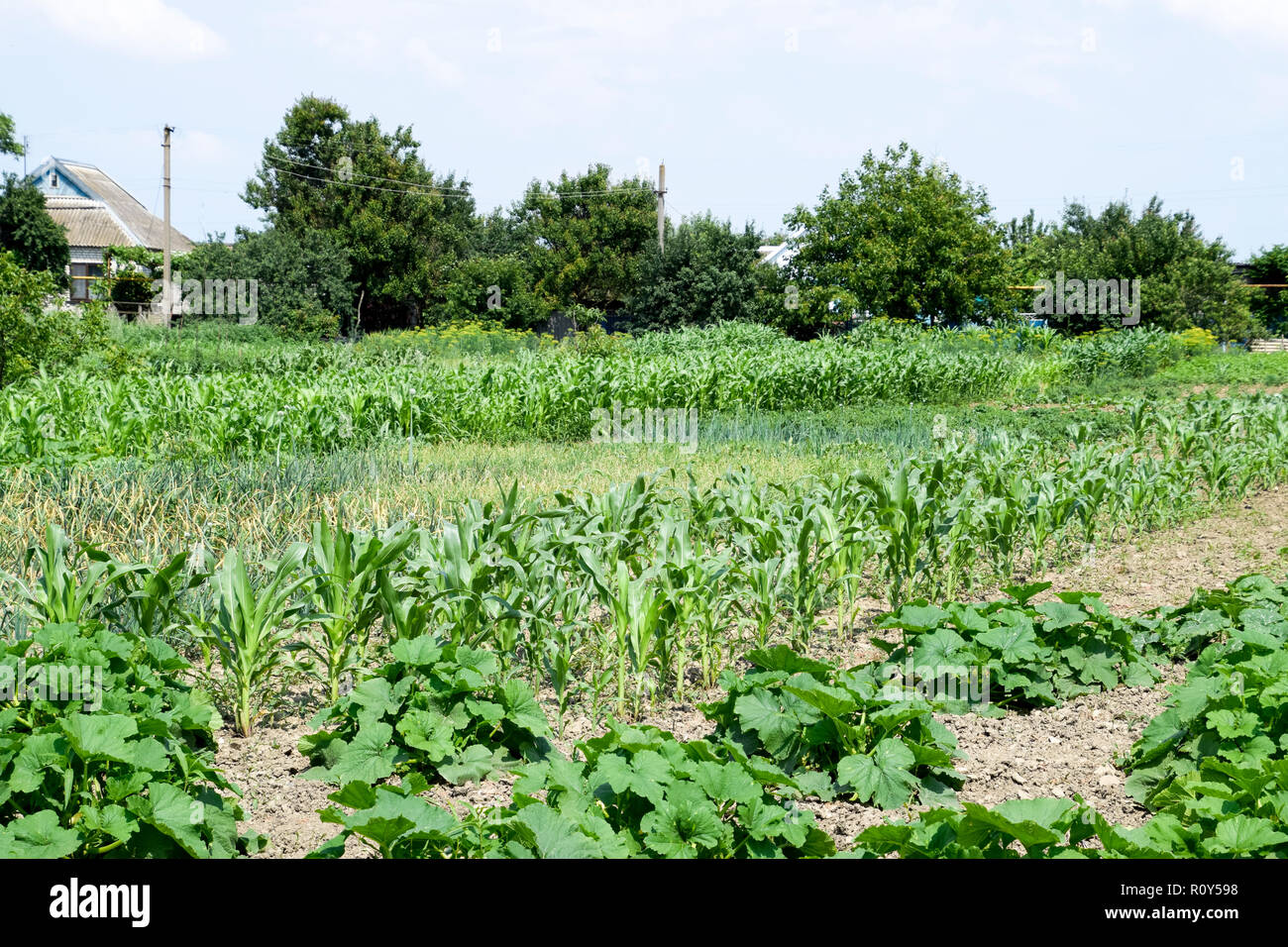 Jardin potager avec les courgettes et le maïs. Lits de légumes dans le jardin. Lits de mauvaises herbes Banque D'Images