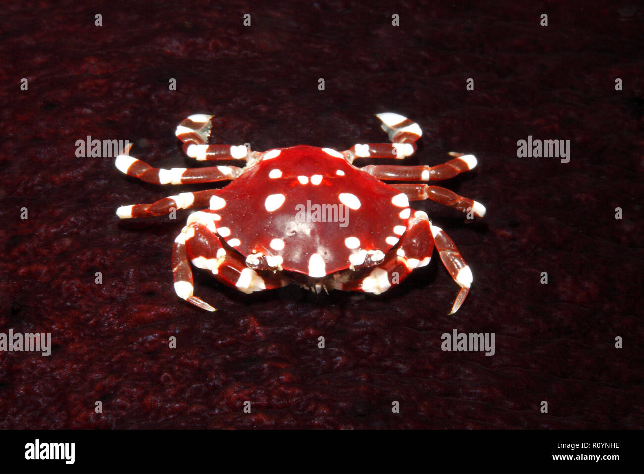 Crabe de mer, Lissocarcinus orbicularis, vivant sur le concombre de la mer Noire, Holothuria atra. Uepi, Îles Salomon. Mer de Salomon Banque D'Images