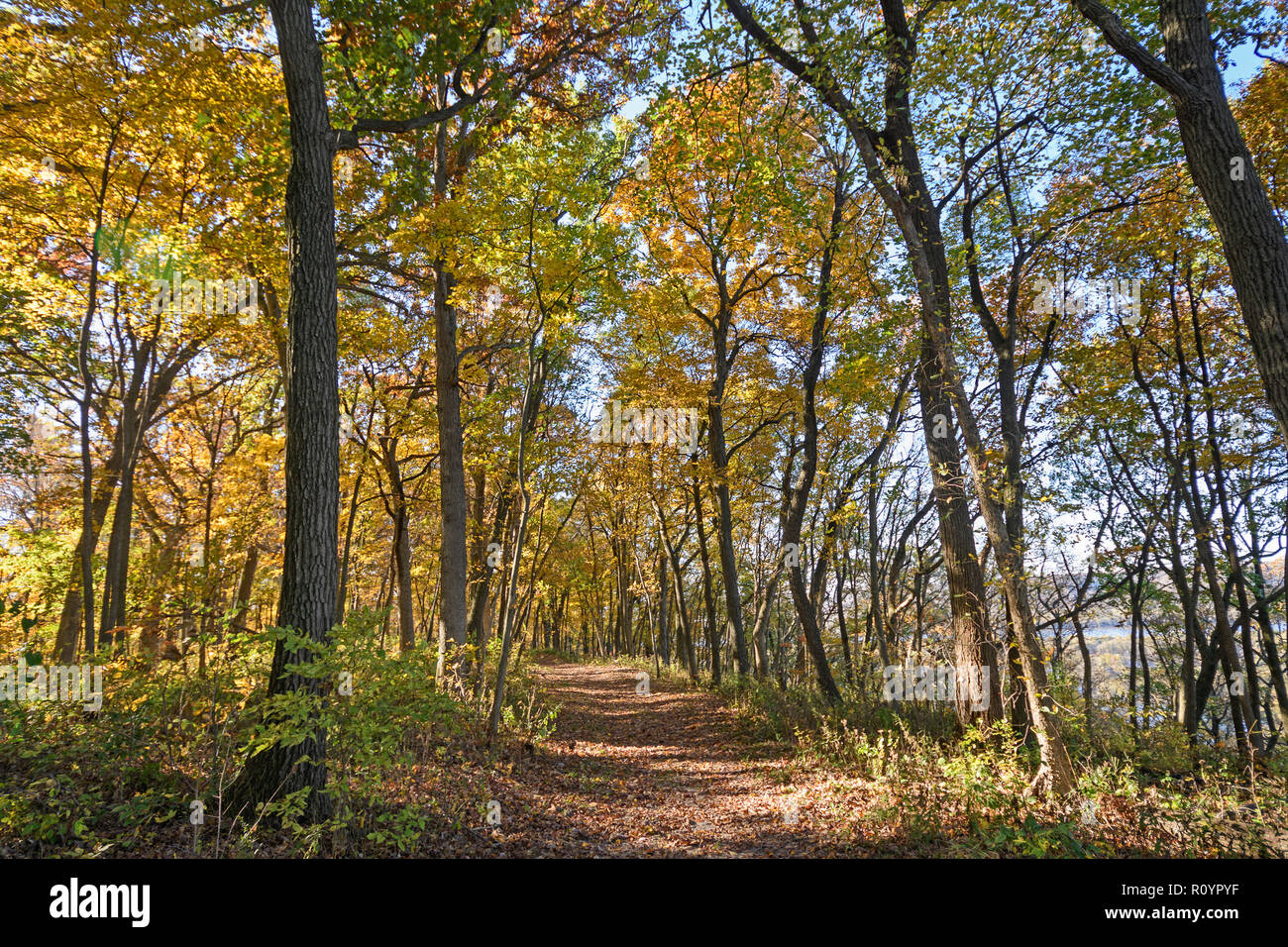Marche à travers une forêt d'Automne au Parc d'état de Wyalusing au Wisconsin Banque D'Images