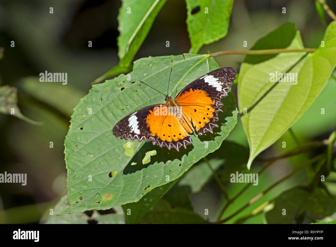 Papillon chrysope Orange en Assam en Inde Banque D'Images