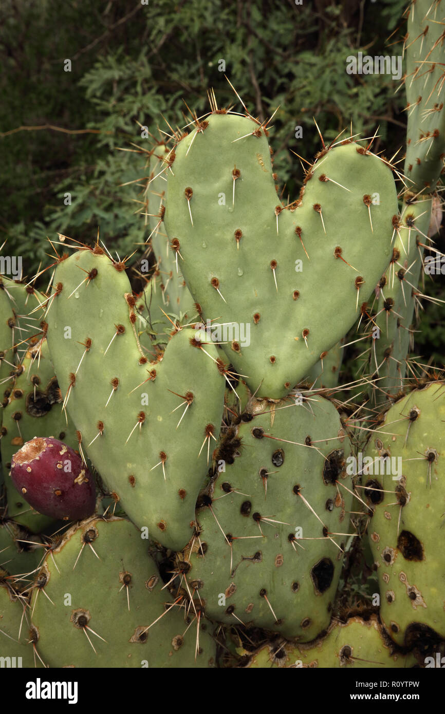 Heart-shaped figuier de barbarie, Opuntia spp. Banque D'Images