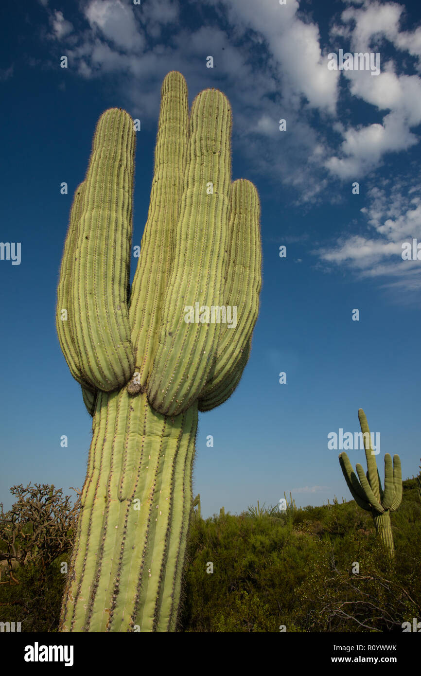 (Carnegiea gigantea saguaros,), en Arizona Banque D'Images