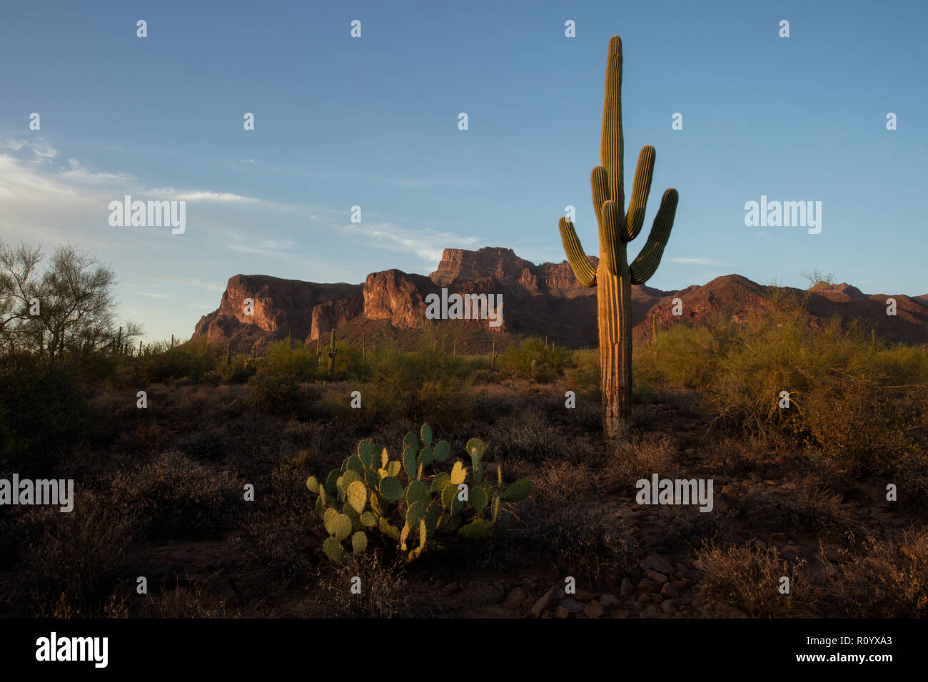 Saguaro (Carnegiea gigantea),, Superstition Mountains, Arizona Banque D'Images