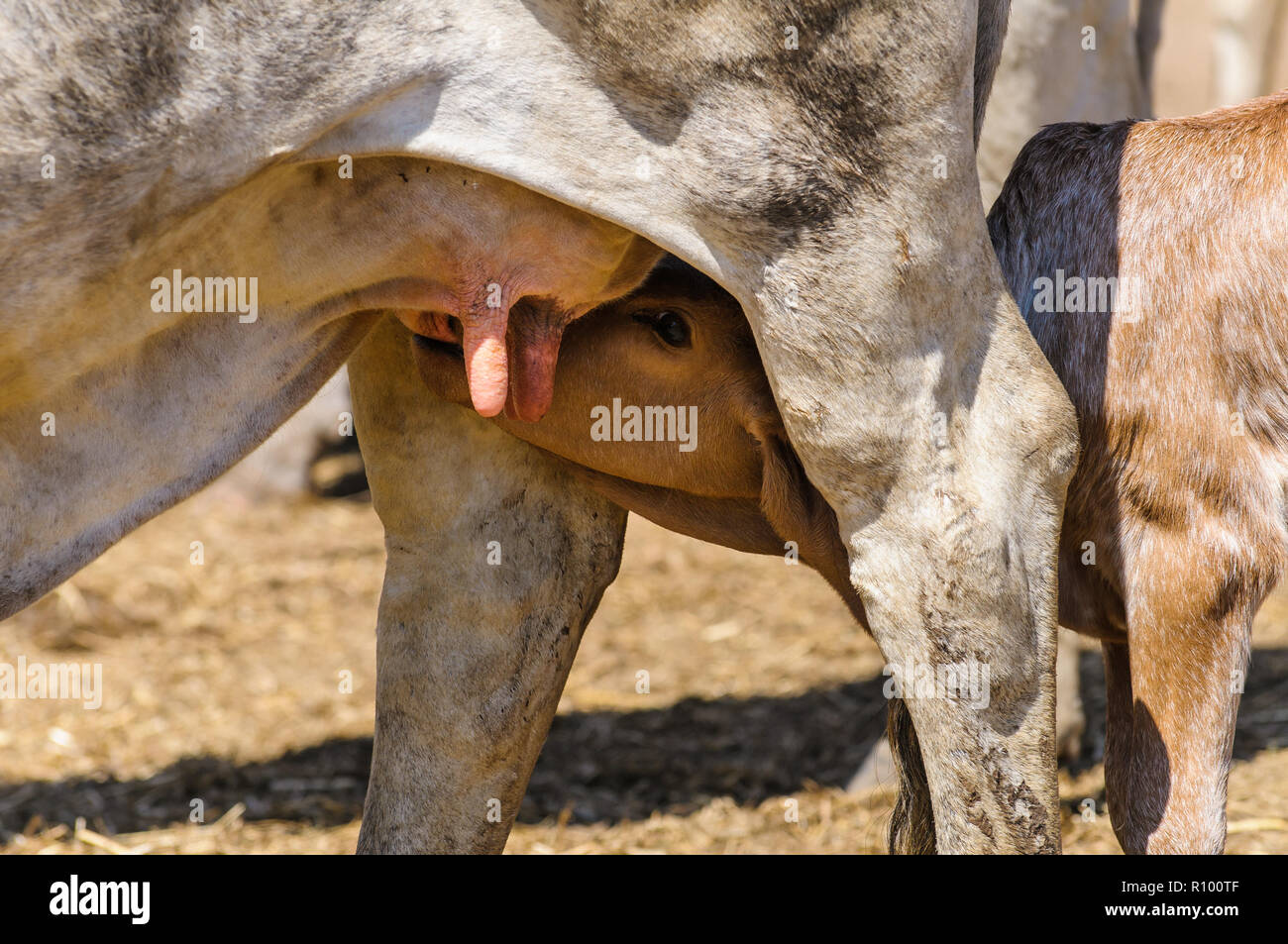La mère et le veau d'alimentation se sont réunis après que le bétail se soit emparé dans une station de bétail de Cape York, loin au nord de Queenslan en Australie Banque D'Images