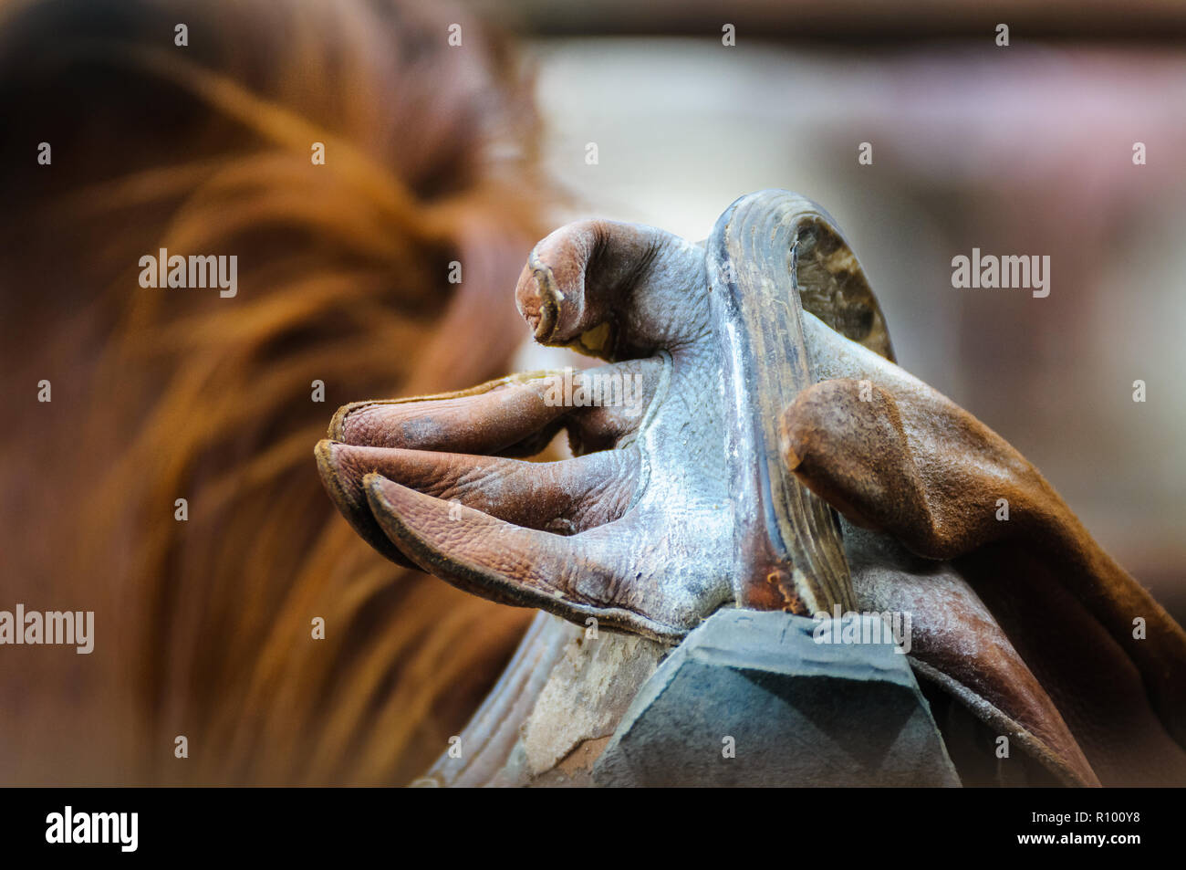 Des vêtements d'équitation Bronc, y compris des gants de selle et bruns lors d'un rodéo australien à l'arrière d'un cheval bronzé. Banque D'Images
