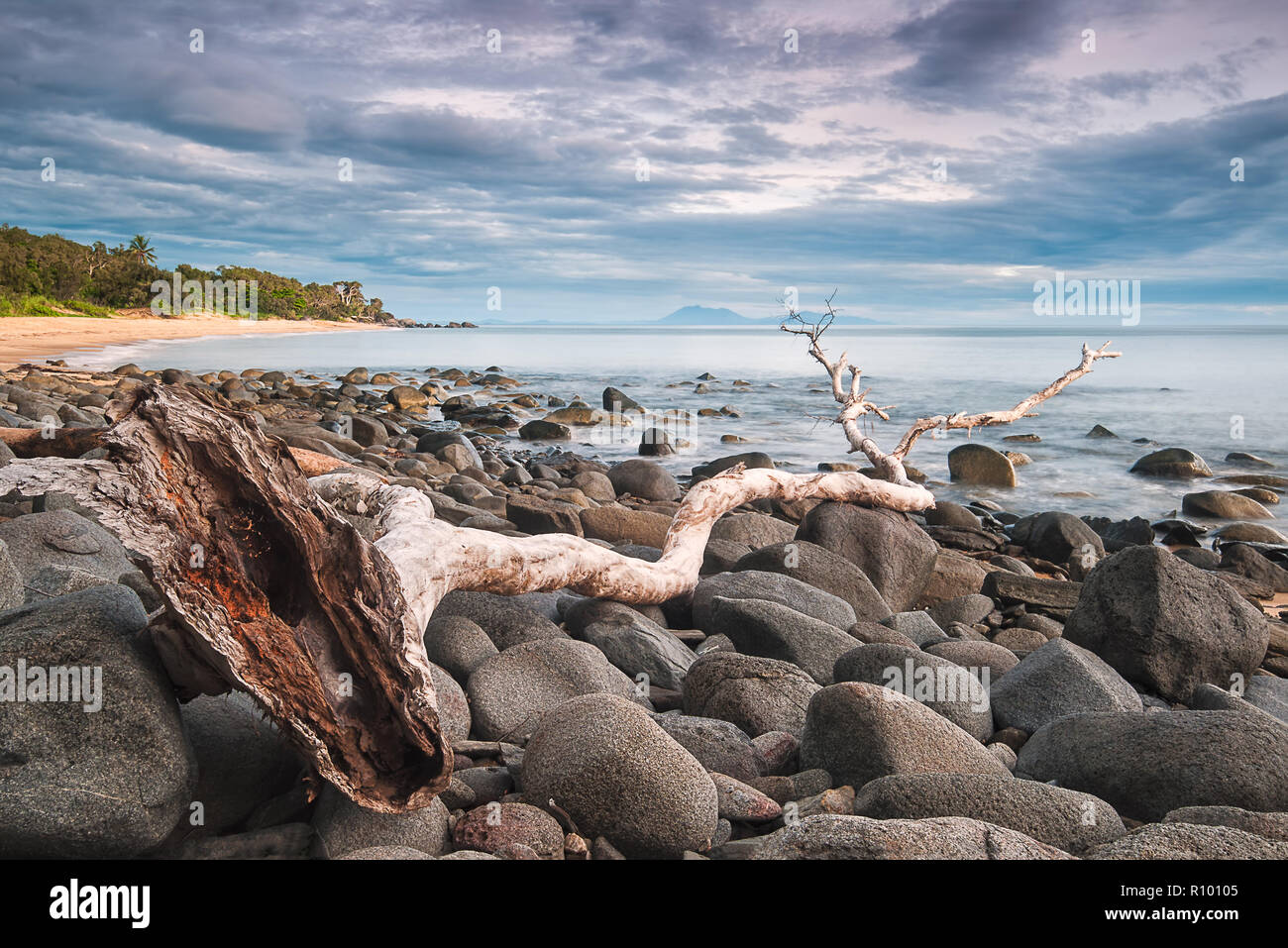 Un grand membre d'arbre Paperbark s'est lavé sur la côte parsemée de rochers, pointant vers le nord de Cairns à Port Douglas dans le Queensland, en Australie. Banque D'Images