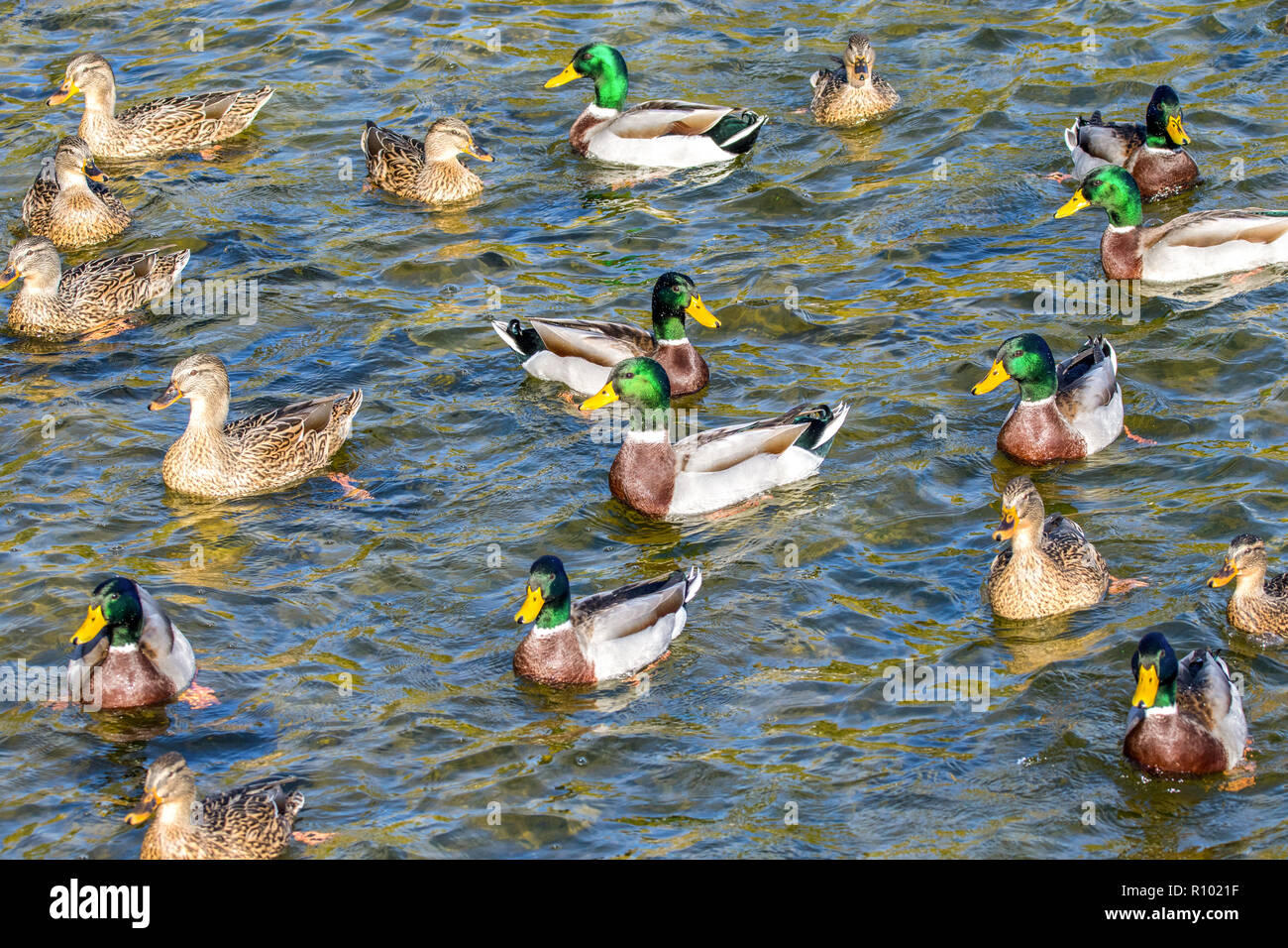 Image oiseaux canards sauvages nager autour de l'étang dans le parc Banque D'Images