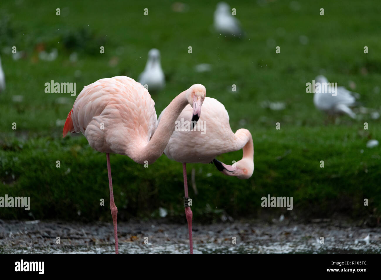 Flamingo's dans l'eau Banque D'Images