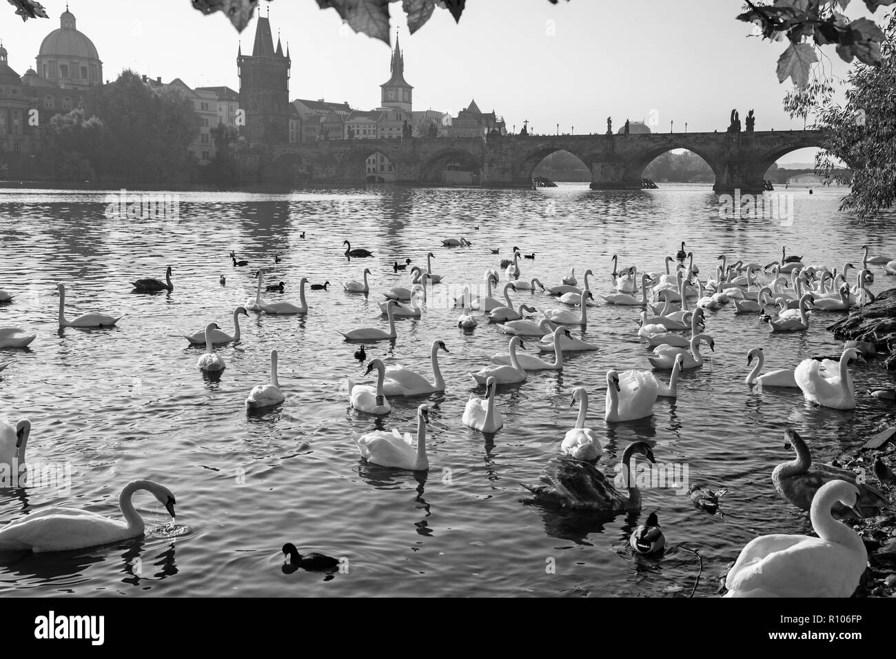 Prague - Le pont Charles et les cygnes sur la rivière Vltava. Banque D'Images