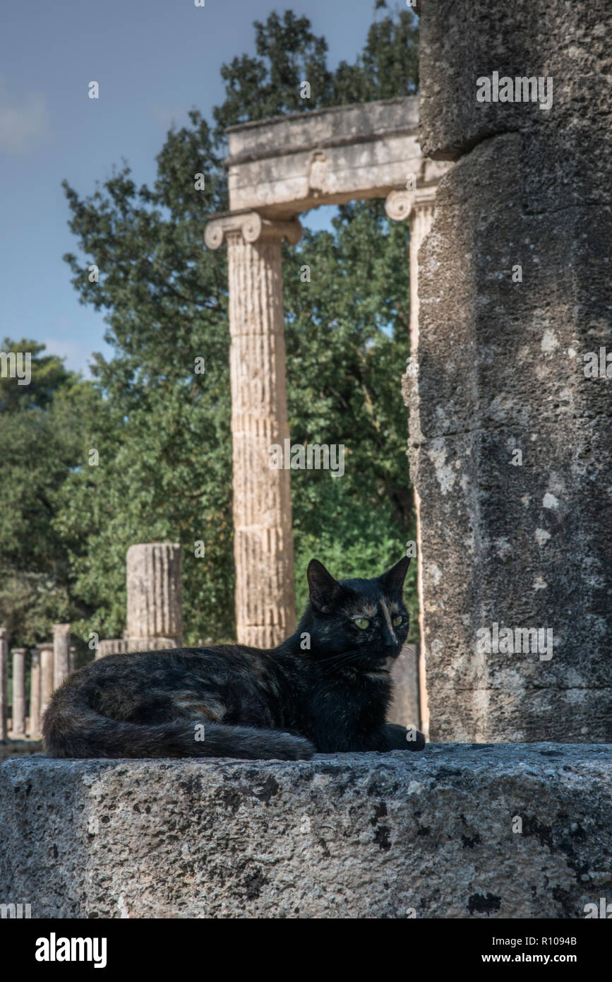 Chat calico noir par les ruines d'Olympie, Grèce Banque D'Images